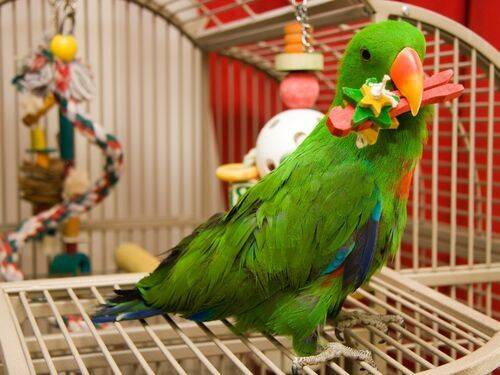 5 sposobów radzenia sobie z problemami behawioralnymi u papug