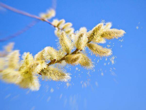 Czy pyłki roślin mogą powodować astmę?